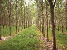 Harga Karet di Bengkalis Tak Bisa Beli 1 Kg Beras